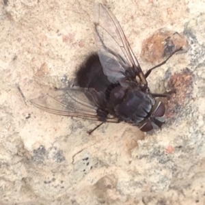 Rutilia (Donovanius) sp. (genus & subgenus) at Burra, NSW - 28 Dec 2016 04:39 AM