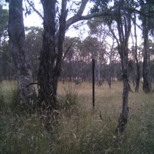 Macropus giganteus at Gungahlin, ACT - 27 Dec 2016