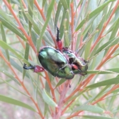 Repsimus manicatus montanus (Green nail beetle) at Tennent, ACT - 27 Dec 2016 by michaelb