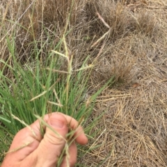 Hyparrhenia hirta (Coolatai Grass) at Bredbo, NSW - 27 Dec 2016 by jackfrench