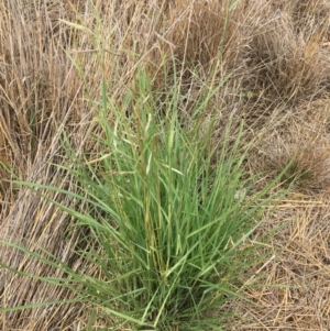 Hyparrhenia hirta at Bredbo, NSW - 28 Dec 2016