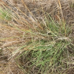 Hyparrhenia hirta at Bredbo, NSW - 28 Dec 2016