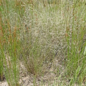 Lachnagrostis filiformis at Molonglo Valley, ACT - 22 Dec 2016