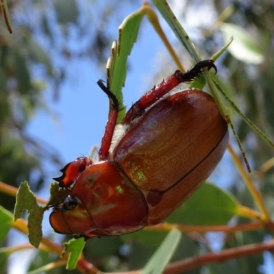 Anoplognathus montanus (Montane Christmas beetle) at Molonglo Valley, ACT - 22 Dec 2016 by galah681