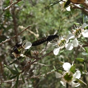 Tiphiidae (family) at Molonglo Valley, ACT - 22 Dec 2016