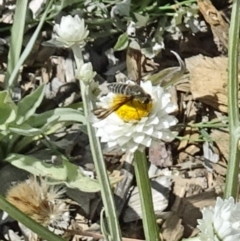 Bombyliidae (family) (Unidentified Bee fly) at Molonglo Valley, ACT - 22 Dec 2016 by galah681