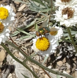 Rutilia sp. (genus) at Molonglo Valley, ACT - 22 Dec 2016