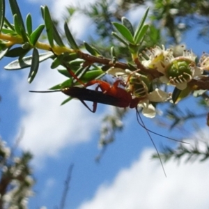 Lissopimpla excelsa at Molonglo Valley, ACT - 22 Dec 2016