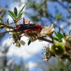 Lissopimpla excelsa at Molonglo Valley, ACT - 22 Dec 2016