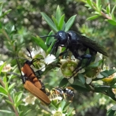 Austroscolia soror at Molonglo Valley, ACT - 22 Dec 2016 11:57 AM