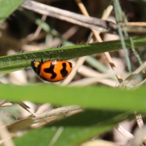 Coccinella transversalis at O'Connor, ACT - 19 Dec 2016