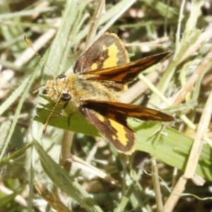 Ocybadistes walkeri at O'Connor, ACT - 19 Dec 2016