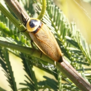 Ellipsidion australe at Bruce, ACT - 23 Dec 2016 05:00 PM