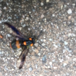 Pterygophorus cinctus at Chapman, ACT - 28 Dec 2016