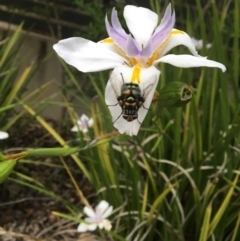 Rutilia (Chrysorutilia) sp. (genus & subgenus) at Bruce, ACT - 29 Dec 2016 08:59 AM