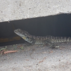 Intellagama lesueurii howittii (Gippsland Water Dragon) at Stromlo, ACT - 29 Dec 2016 by MichaelMulvaney