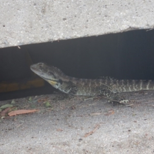 Intellagama lesueurii howittii at Stromlo, ACT - 29 Dec 2016 08:29 AM