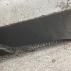 Intellagama lesueurii howittii at Stromlo, ACT - 29 Dec 2016 08:29 AM