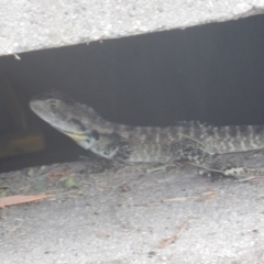 Intellagama lesueurii howittii at Stromlo, ACT - 29 Dec 2016 08:29 AM