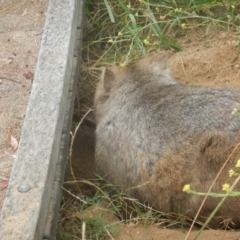 Vombatus ursinus (Bare-nosed Wombat) at Stromlo, ACT - 29 Dec 2016 by MichaelMulvaney