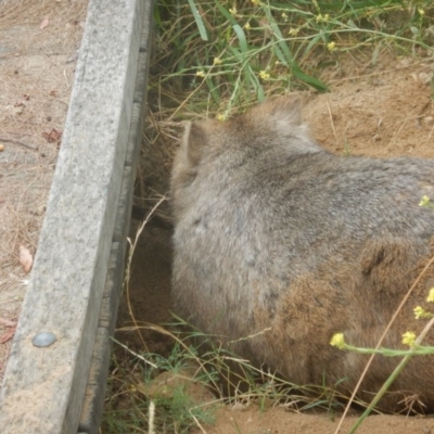 Vombatus ursinus (Common wombat, Bare-nosed Wombat) at Stromlo, ACT - 28 Dec 2016 by MichaelMulvaney