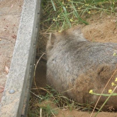 Vombatus ursinus (Bare-nosed Wombat) at Stromlo, ACT - 29 Dec 2016 by MichaelMulvaney