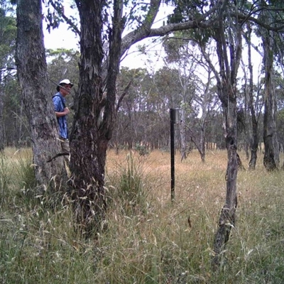 Unidentified at Mulligans Flat - 27 Dec 2016 by MulligansFlat1