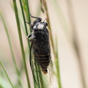 Atrapsalta furcilla at Tennent, ACT - 19 Dec 2016