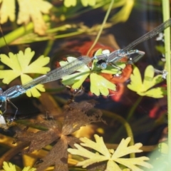 Austrolestes leda (Wandering Ringtail) at Tennent, ACT - 19 Dec 2016 by KenT