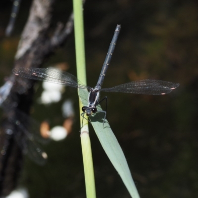 Austroargiolestes calcaris (Powdered Flatwing) at Tennent, ACT - 19 Dec 2016 by KenT