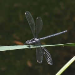 Austroargiolestes calcaris at Tennent, ACT - 19 Dec 2016