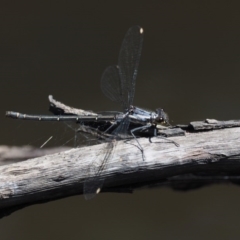 Austroargiolestes calcaris at Tennent, ACT - 19 Dec 2016