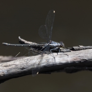 Austroargiolestes calcaris at Tennent, ACT - 19 Dec 2016 11:34 AM