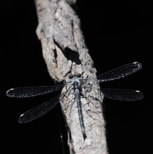 Austroargiolestes calcaris at Tennent, ACT - 19 Dec 2016