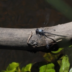 Austroargiolestes calcaris at Tennent, ACT - 19 Dec 2016