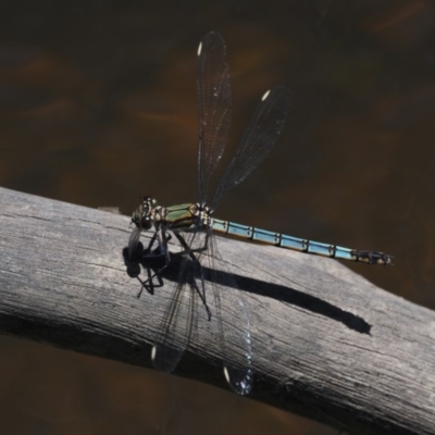 Diphlebia lestoides (Whitewater Rockmaster) at Tennent, ACT - 19 Dec 2016 by KenT