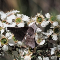 Oenochroma vetustaria (Ribbed Wine Moth) at Tennent, ACT - 19 Dec 2016 by KenT