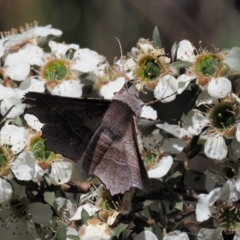 Oenochroma vetustaria at Tennent, ACT - 19 Dec 2016