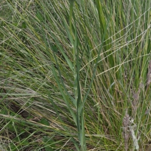 Tragopogon dubius at Tennent, ACT - 19 Dec 2016