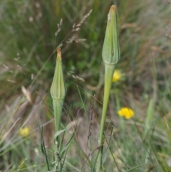 Tragopogon dubius at Tennent, ACT - 19 Dec 2016