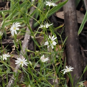 Stellaria angustifolia at Tennent, ACT - 19 Dec 2016 01:23 PM