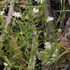 Stellaria angustifolia at Tennent, ACT - 19 Dec 2016 01:23 PM