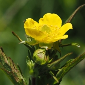 Geum urbanum at Tennent, ACT - 19 Dec 2016 11:27 AM