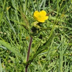 Geum urbanum at Tennent, ACT - 19 Dec 2016