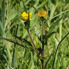 Geum urbanum at Tennent, ACT - 19 Dec 2016