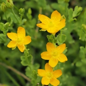 Hypericum japonicum at Tennent, ACT - 19 Dec 2016 10:31 AM