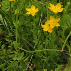 Hypericum japonicum at Tennent, ACT - 19 Dec 2016 10:31 AM