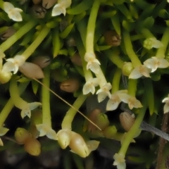 Scleranthus biflorus at Tennent, ACT - 19 Dec 2016 09:00 AM