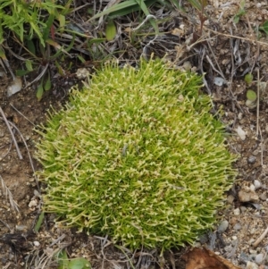 Scleranthus biflorus at Tennent, ACT - 19 Dec 2016