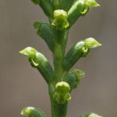 Microtis sp. aff. unifolia (Alpine onion orchid) at Tennent, ACT - 19 Dec 2016 by KenT